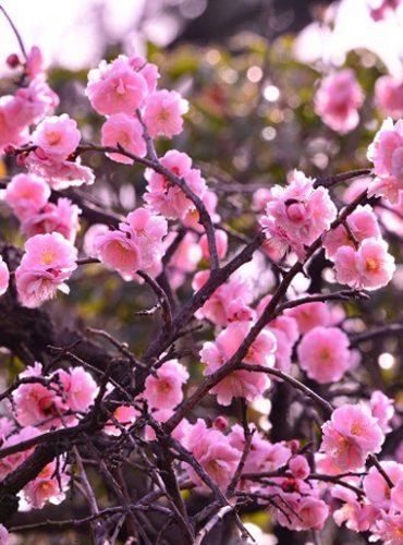 花と植物を知る 名古屋市みどりの協会 行こうよ公園